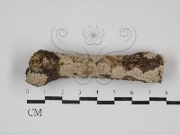 刺皮菌屬藏品圖，第1張