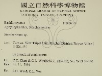 齒耳菌屬藏品圖，第2張