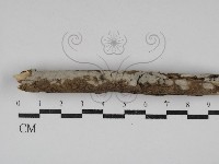 齒耳菌屬藏品圖，第1張
