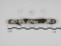 刺皮菌屬藏品圖，第1張