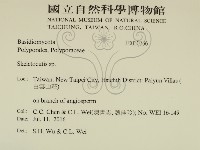 骨皮菌屬藏品圖，第2張