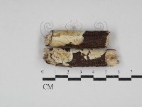 骨皮菌屬藏品圖，第1張