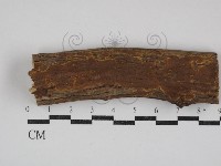 刺革菌屬藏品圖，第1張