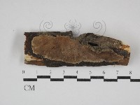 硬孔菌屬藏品圖，第1張