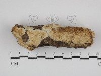 登錄號:F0030747藏品圖，第1張