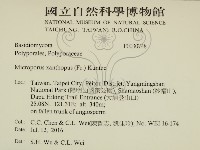 黄柄小孔菌藏品圖，第2張