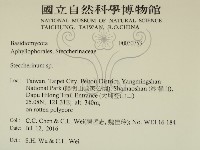 齒耳菌屬藏品圖，第2張