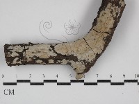 刺皮菌屬藏品圖，第1張