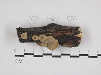 登錄號:F0030757藏品圖，第1張