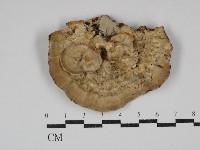 栓菌屬藏品圖，第1張