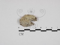 登錄號:F0030764藏品圖，第1張