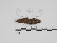 登錄號:F0030765藏品圖，第1張