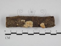 登錄號:F0030766藏品圖，第1張