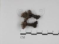 革菌屬藏品圖，第1張