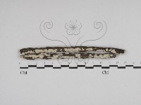 登錄號:F0030776藏品圖，第1張