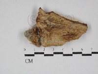 登錄號:F0030782藏品圖，第1張