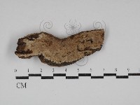骨皮菌屬藏品圖，第1張