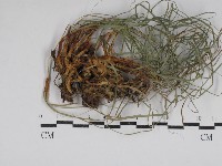 登錄號:F0030788藏品圖，第1張