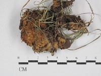 登錄號:F0030789藏品圖，第1張
