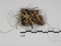 登錄號:F0030790藏品圖，第1張