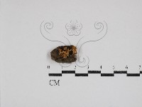 登錄號:F0030791藏品圖，第1張