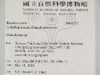 靈芝屬藏品圖，第2張