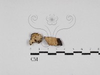 登錄號:F0030793藏品圖，第1張