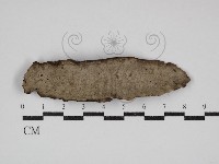 多年臥孔菌屬藏品圖，第1張