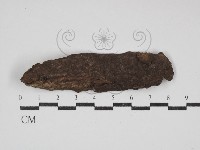 多年臥孔菌屬藏品圖，第3張