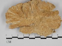 登錄號:F0030799藏品圖，第1張