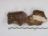 登錄號:F0030801藏品圖，第1張