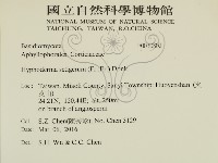 剛毛絲皮菌藏品圖，第2張