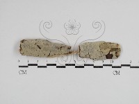 剛毛絲皮菌藏品圖，第1張