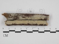 剛毛絲皮菌藏品圖，第1張