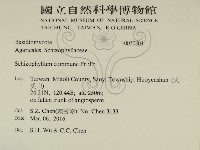 裂褶菌藏品圖，第2張