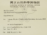 靈芝屬藏品圖，第2張