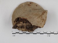 靈芝屬藏品圖，第3張