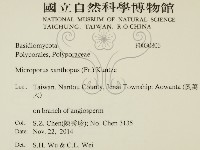 黄柄小孔菌藏品圖，第2張