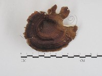 黄柄小孔菌藏品圖，第1張