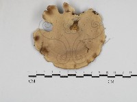 黄柄小孔菌藏品圖，第3張