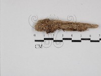 登錄號:F0030807藏品圖，第1張