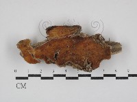 登錄號:F0030815藏品圖，第1張