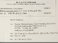 雲南無扣菌藏品圖，第2張