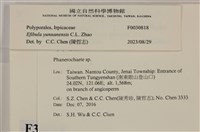 雲南無扣菌藏品圖，第3張