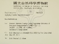 齒耳菌屬藏品圖，第2張