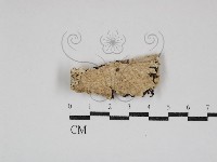 齒耳菌屬藏品圖，第1張