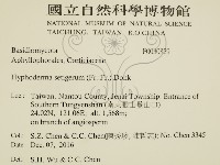 剛毛絲皮菌藏品圖，第3張