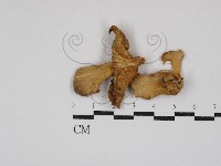 登錄號:F0030833藏品圖，第1張