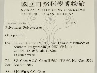 寡孔菌屬藏品圖，第2張