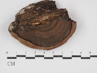 靈芝屬藏品圖，第3張